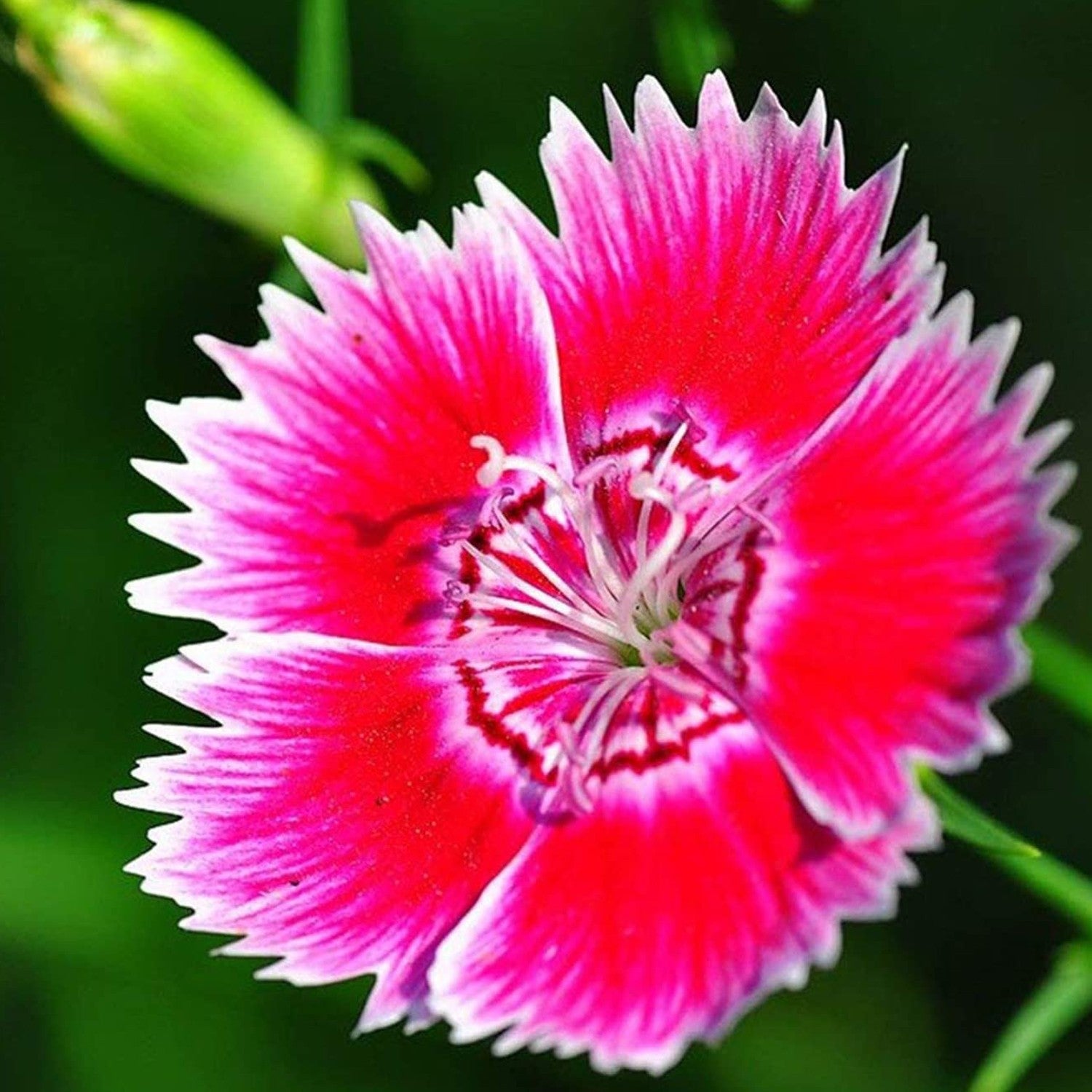 Garofano Cinese Doppio Mix – 10 Semi, Fiori Variopinti, Bordo Frastagliato, Aiuole, Facile da Coltivare, Alta Germinabilità, Non-GMO