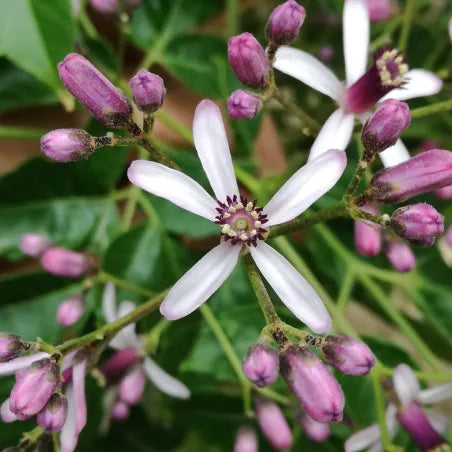 Albero dei Paternostri – 10 Semi, Fiori Viola, Ombra, Facile da Coltivare, Alta Germinabilità, Non-GMO