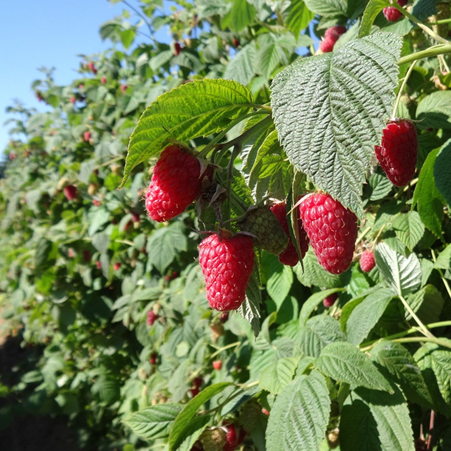 10 Semi di Lampone porpora Rubus neglectus – Semi Freschi, Alta Germinabilità, No-GMO