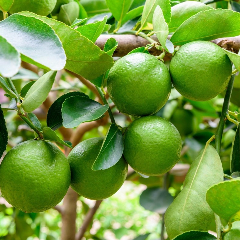 Limetta di Tahiti – 10 Semi, Molto Succosa, Drink, Cucina, Facile da Coltivare, Alta Germinabilità, Non-GMO