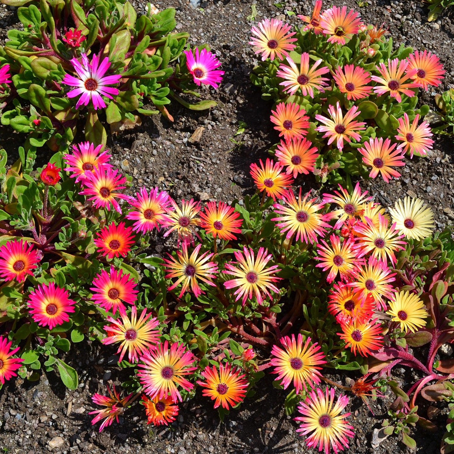 Mesembryanthemum - 10 Semi – Alta Germinabilità, Varietà Selezionata, Non-GMO