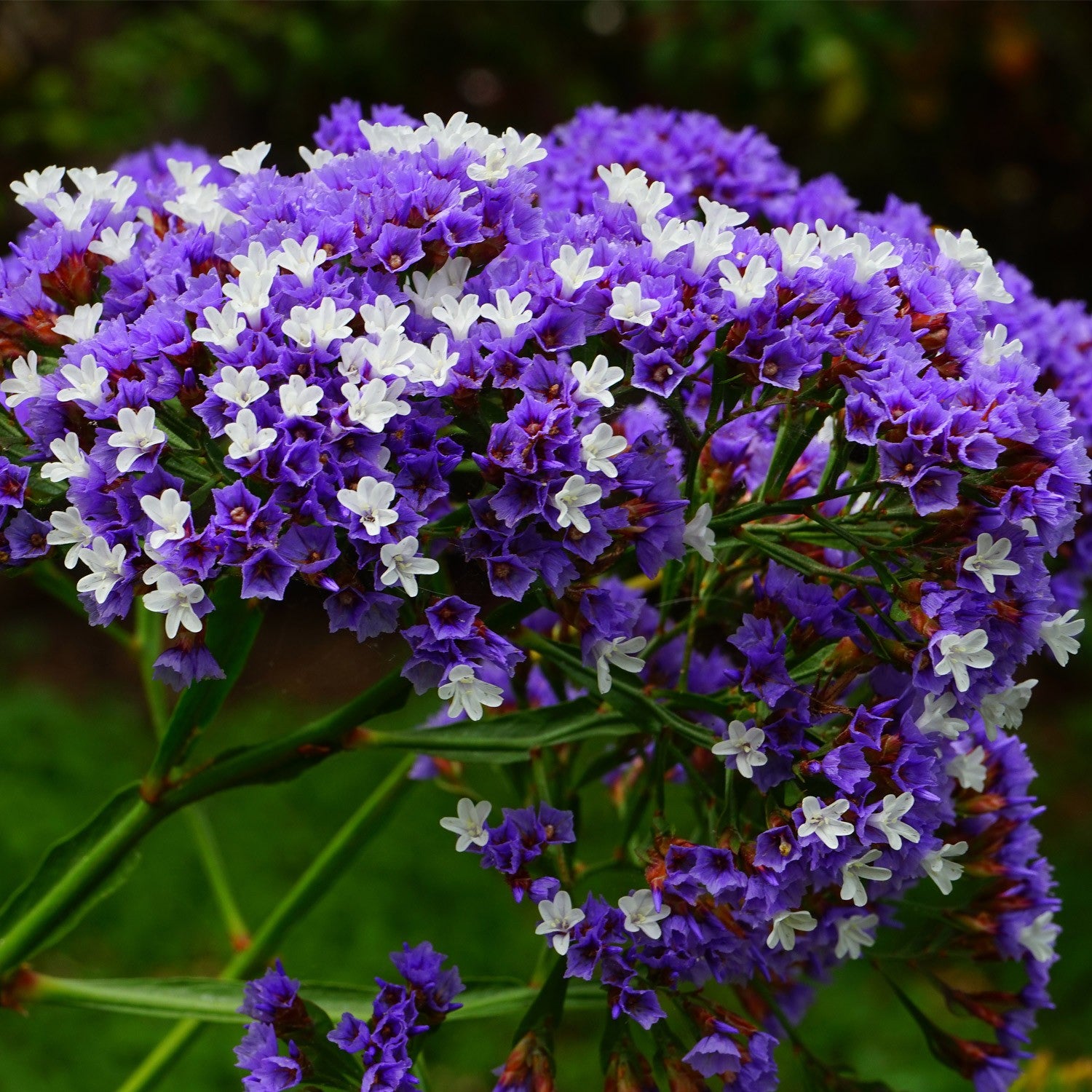 Statice Sinuato Viola – 30 Semi – Cespugli Rami Rigidi, Fiori a Cime o Mazzetti, Usati Composizioni Fiori Secchi.