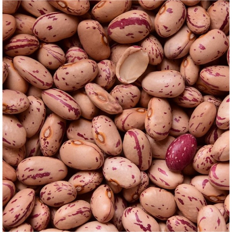 Fagiolo Nano Moliere – 10 Semi, Tipo Borlotto, Baccello Molto Colorato, Produttivo, Facile da Coltivare, Alta Germinabilità, Non-GMO
