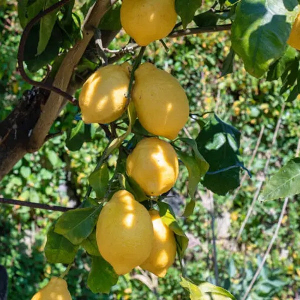 Limone Costa d'Amalfi - Semi da orto di alta qualità