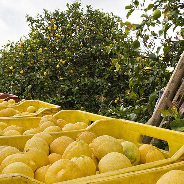 Limone di Siracusa IGP - Semi da orto di alta qualità