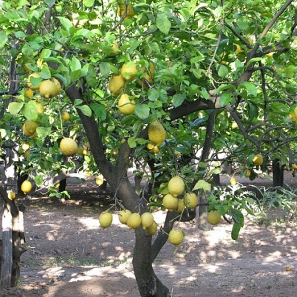 Limone di Sorrento - Semi da orto di alta qualità