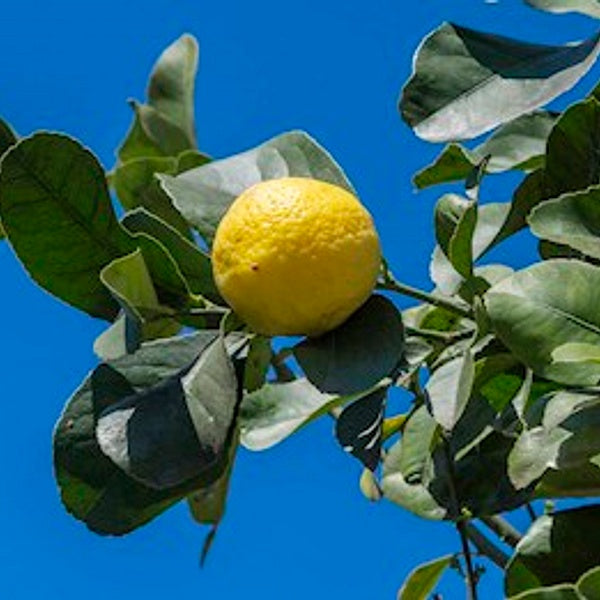 Limone Femminello del Gargano - Semi da orto di alta qualità