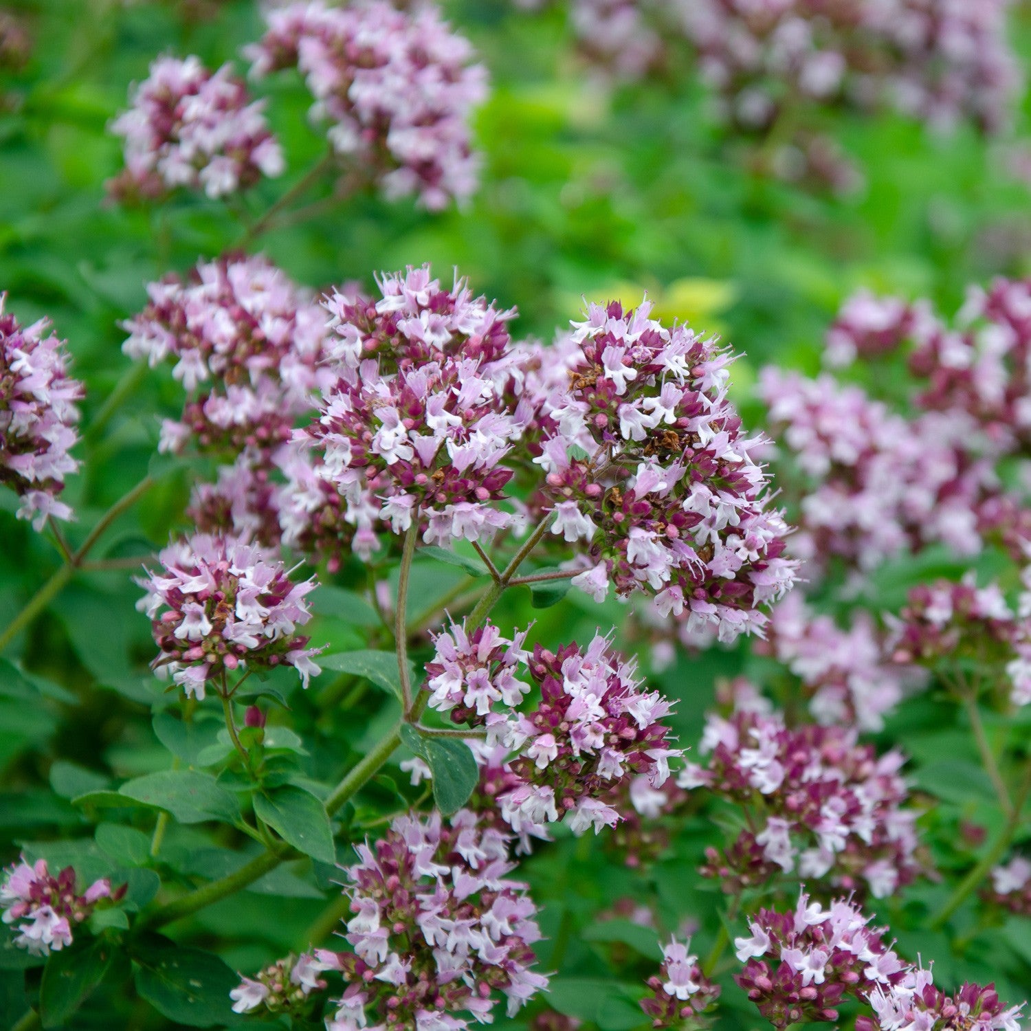 Origano Mediterraneo – 100 Semi – Heirloom Oregano Seeds, Aroma Intenso, Erba Aromatica per Cucina e Orto, Perenne, Alta Germinabilità, Non-GMO
