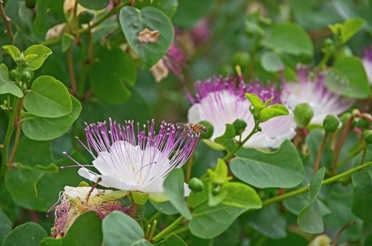 Cappero Inermis – 10 Semi, Senza Spine, Raccolta Facile, Per Orto, Facile da Coltivare, Alta Germinabilità, Non-GMO