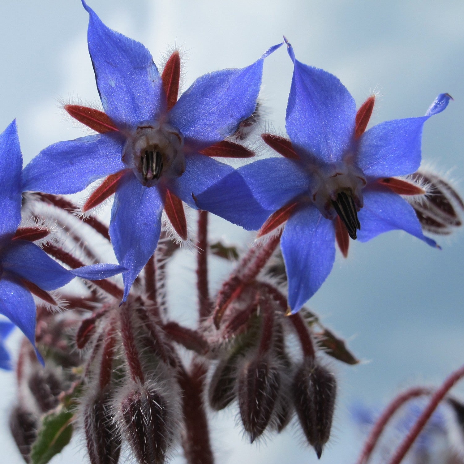Borragine Cretese – 30 Semi, Foglie Grandi, Per Zone d'Ombra, Robusta, Facile da Coltivare, Alta Germinabilità, Non-GMO