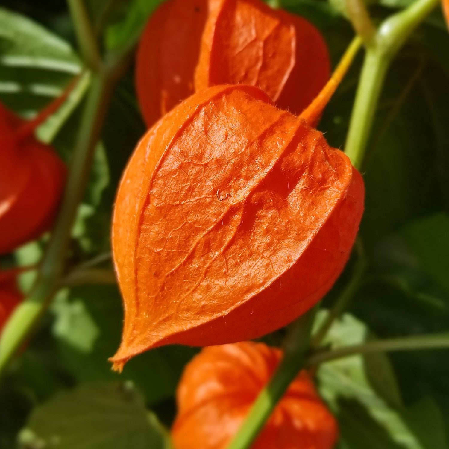 Lanterna Cinese – 10 Semi, Calici Arancioni Curiosi, Ideale per Composizioni Secche, Unica, Facile da Coltivare, Alta Germinabilità, Non-GMO