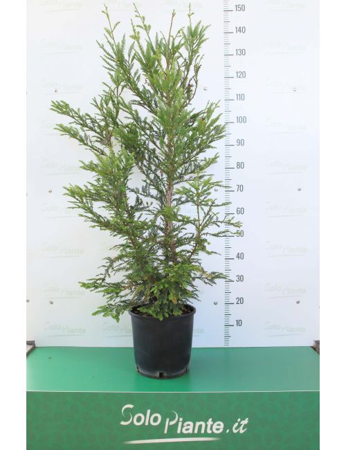 Sequoia Evergreen Sempervirens – 10 Seeds – Monumental Tree, Long Life, Ideal for Large Gardens