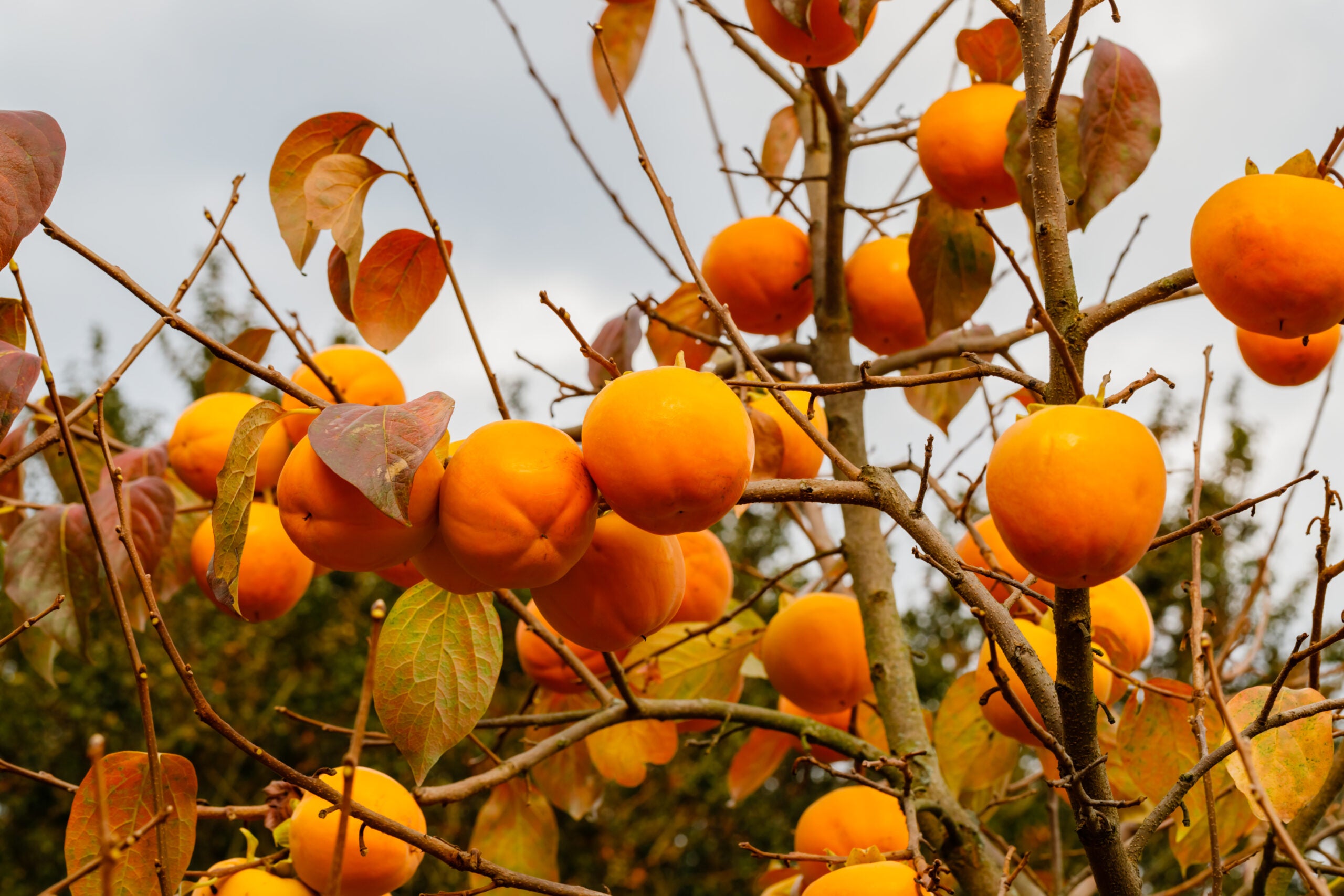 Kaki Rojo Brillante – 10 Semi, Varietà Persimon, Grande, Frutteto, Facile da Coltivare, Alta Germinabilità, Non-GMO