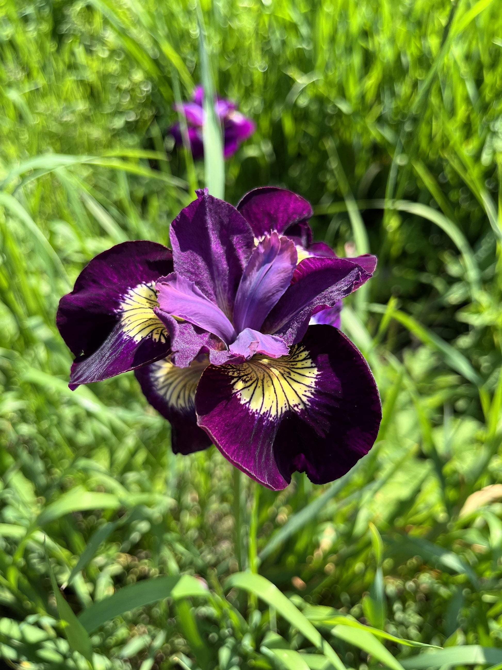 20 Semi di Iris siberiana Iris sibirica – Semi Freschi, Alta Germinabilità, No-GMO