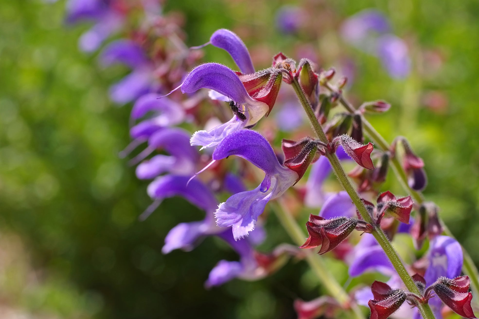 Salvia Miltiorrhiza – 30 Semi, Radici Rosse, Officinale, Erboristeria, Facile da Coltivare, Alta Germinabilità, Non-GMO