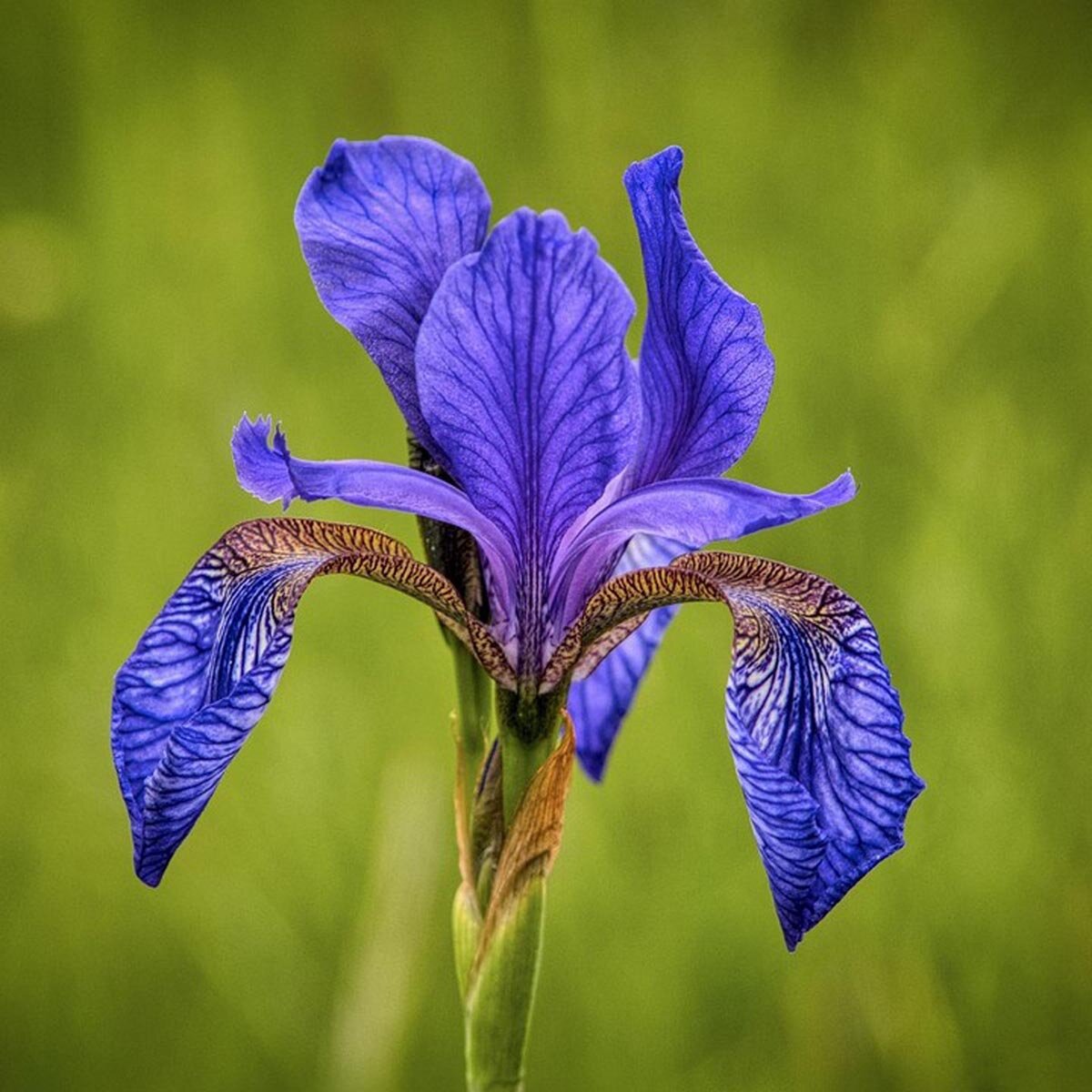 Giaggiolo - 50 Semi, Zone Umide, Fiori Viola, Laghetti, Facile da Coltivare, Alta Germinabilità, Non-GMO