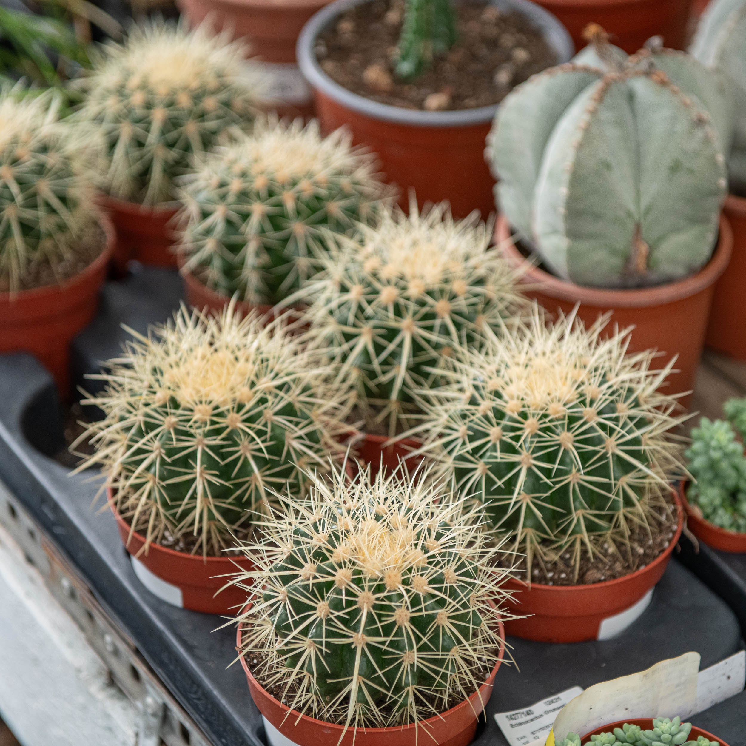 Echinocactus grusonii – 10 Seeds, Mother-in-Law's Cushion, Golden Spherical Shape, Iconic, Easy to Grow, High Germination, Non-GMO