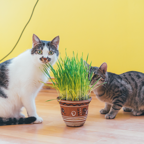 Erba Gatta – 10 Semi, Amata dai Gatti, Fiori, Vaso, Facile da Coltivare, Alta Germinabilità, Non-GMO