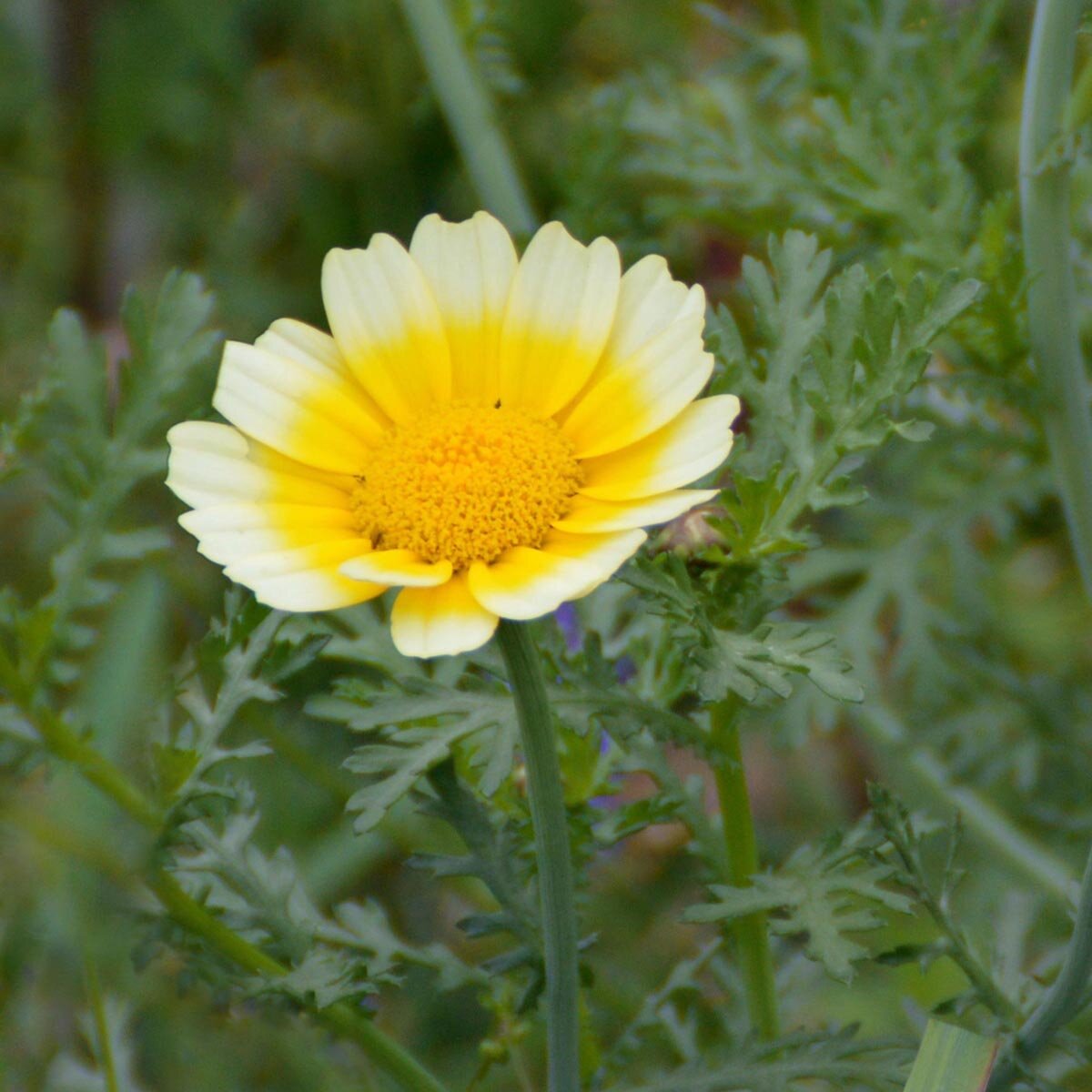 Grisantemo Giallo – 10 Semi, Edibile, Ornamentale, Orto, Facile da Coltivare, Alta Germinabilità, Non-GMO