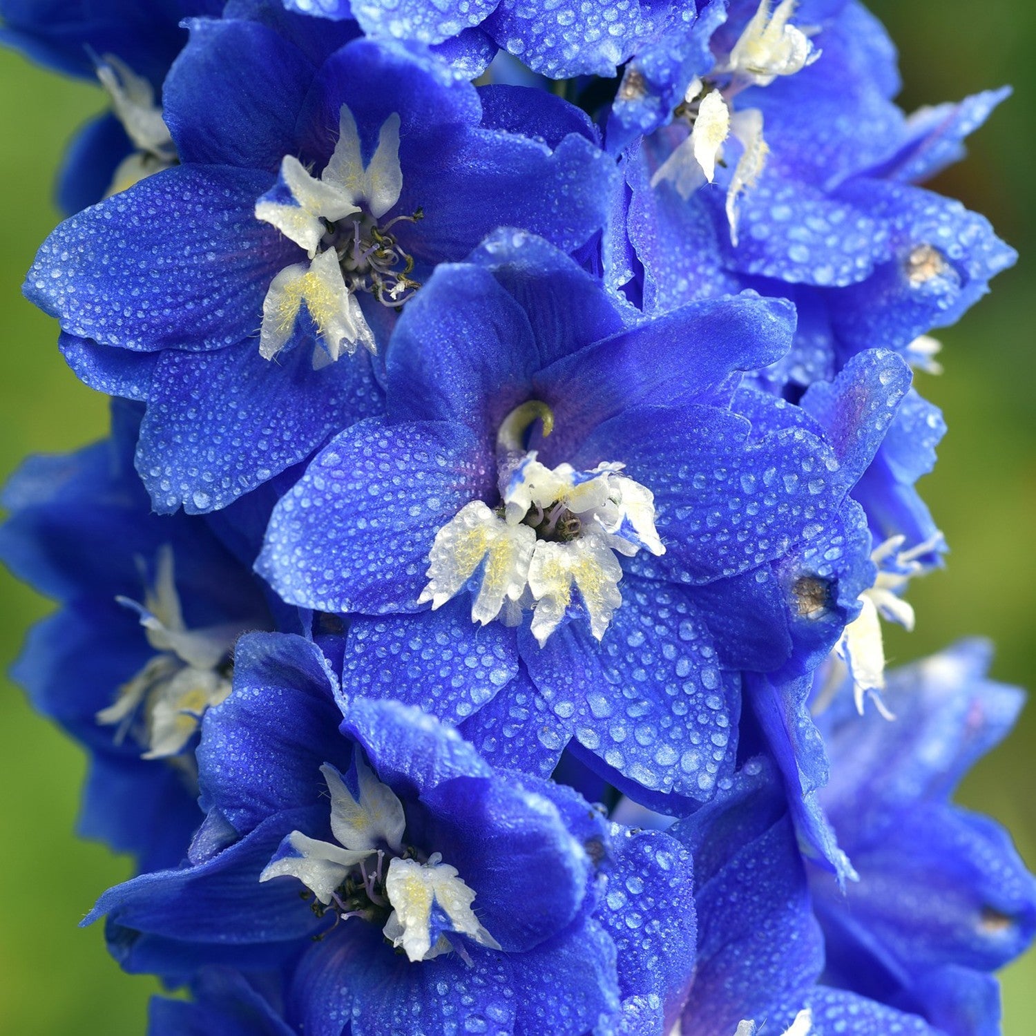 Imperial Double Larkspur Mix – 10 Seeds, Tall and Full Spikes, Elegant Colors, Garden, Easy to Grow, High Germination, Non-GMO