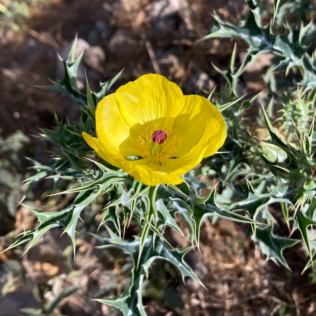 50 Semi di Papavero spinoso Papaver argemone – Semi Freschi, Alta Germinabilità, No-GMO
