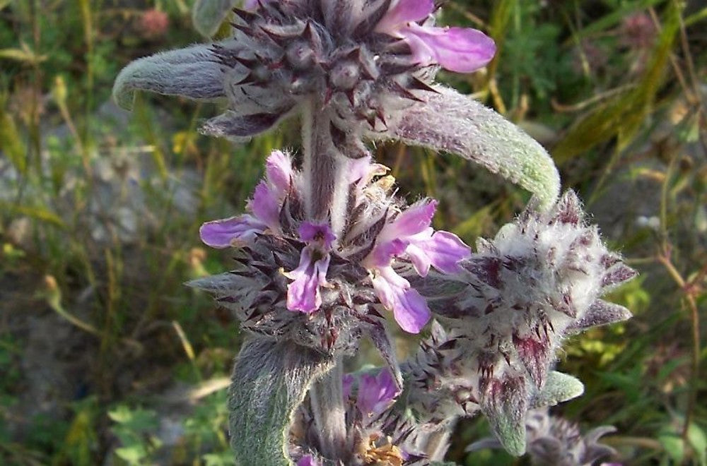 Stachys Germanica – 10 Semi, Foglie Lanose, Insetti, Prato, Facile da Coltivare, Alta Germinabilità, Non-GMO