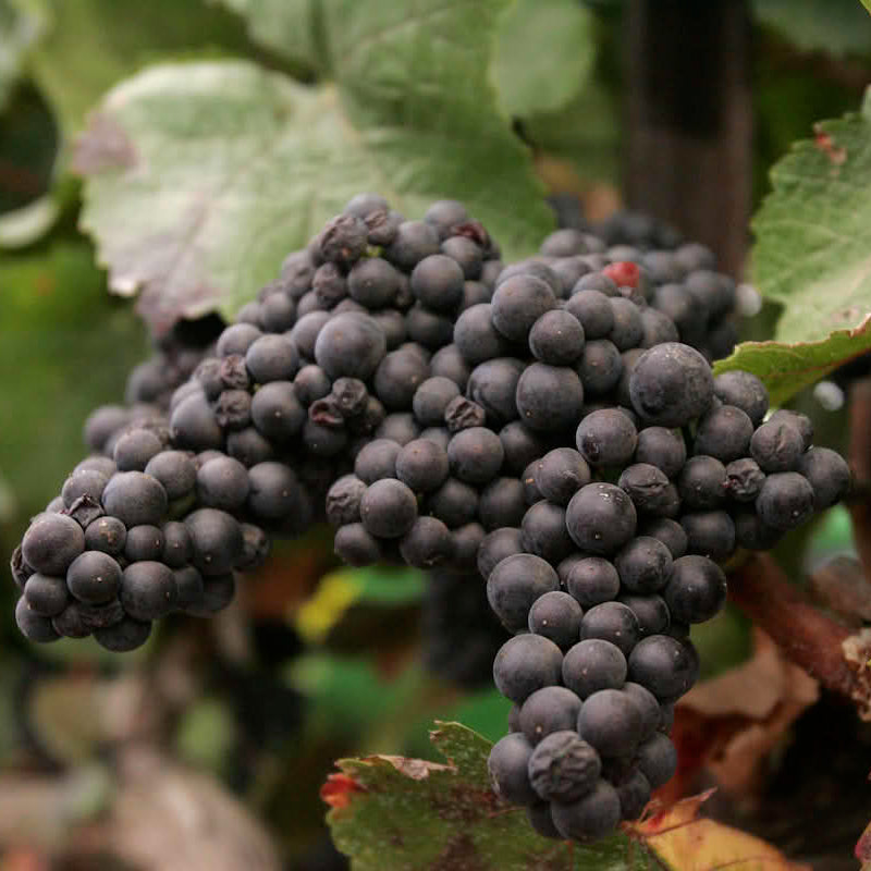 Semi di Syrah - 10 semi - Semi di Uva da Vino Rosso Intenso, Coltivazione Vite in Orto e Giardino, Sementi Italiane Non OGM