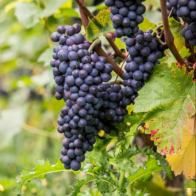 Semi di Nebbiolo - 10 semi - Semi per Uva da Barolo e Barbaresco, Sementi per Vite Non OGM, Coltivazione per Vino Rosso Pregiato