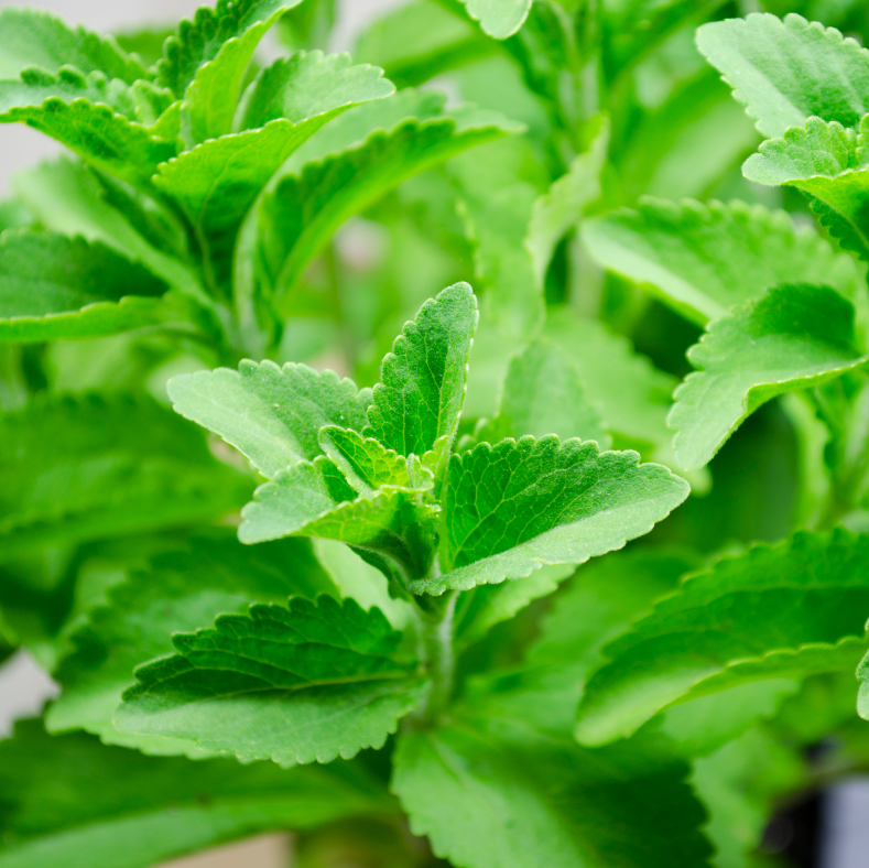 Stevia (Pianta dello zucchero) – 30 Semi – Dolce Naturale, Foglie Usate Dolcificante, Basso Calorie, Non-GMO.