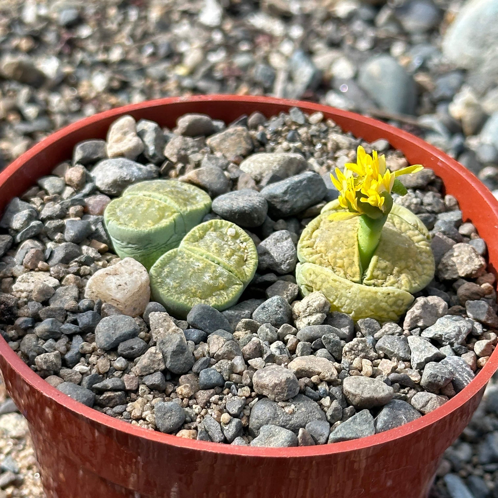 Lithops lesliei - 10 Semi – Alta Germinabilità, Varietà Selezionata, Non-GMO