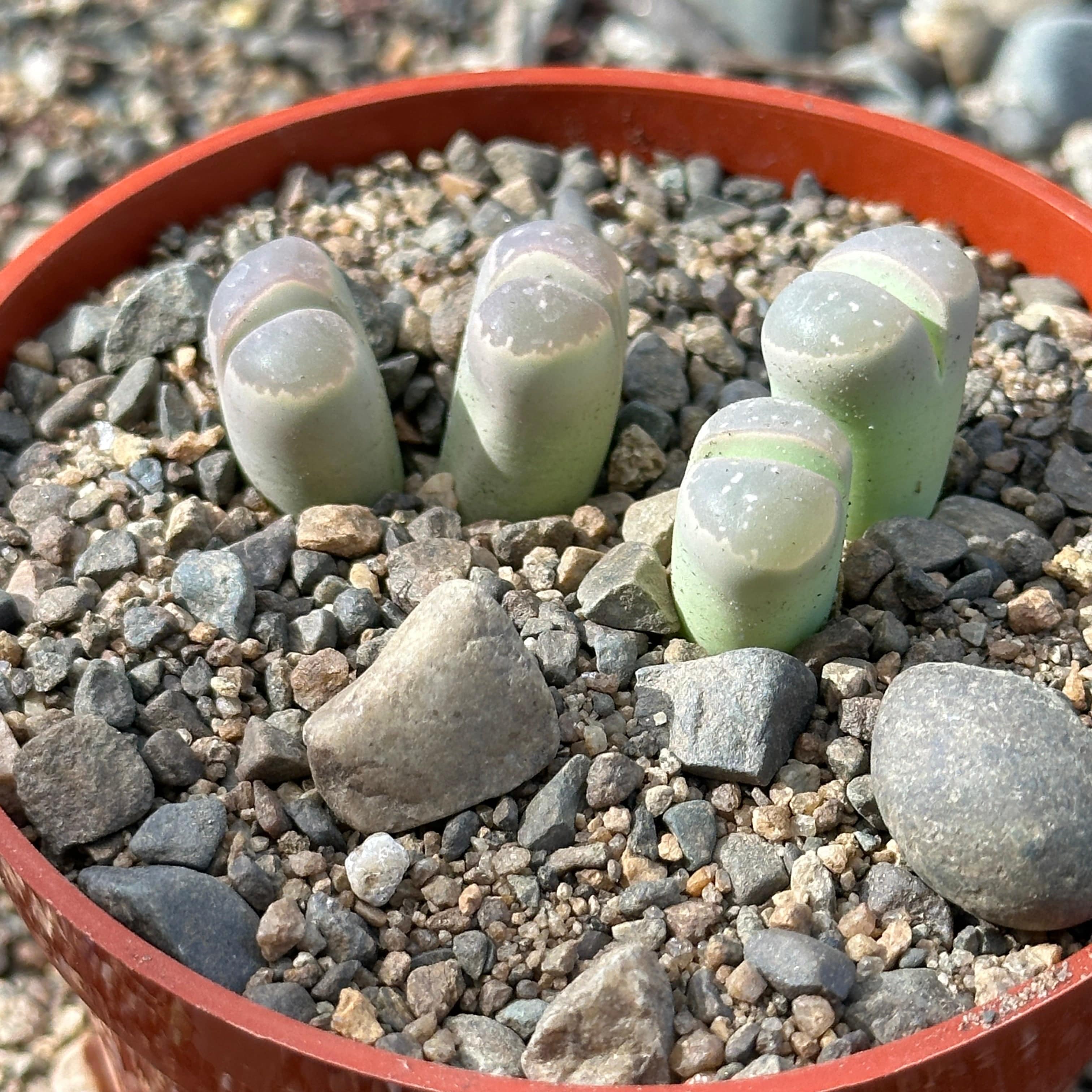 Lithops olivacea - 10 Semi – Alta Germinabilità, Varietà Selezionata, Non-GMO