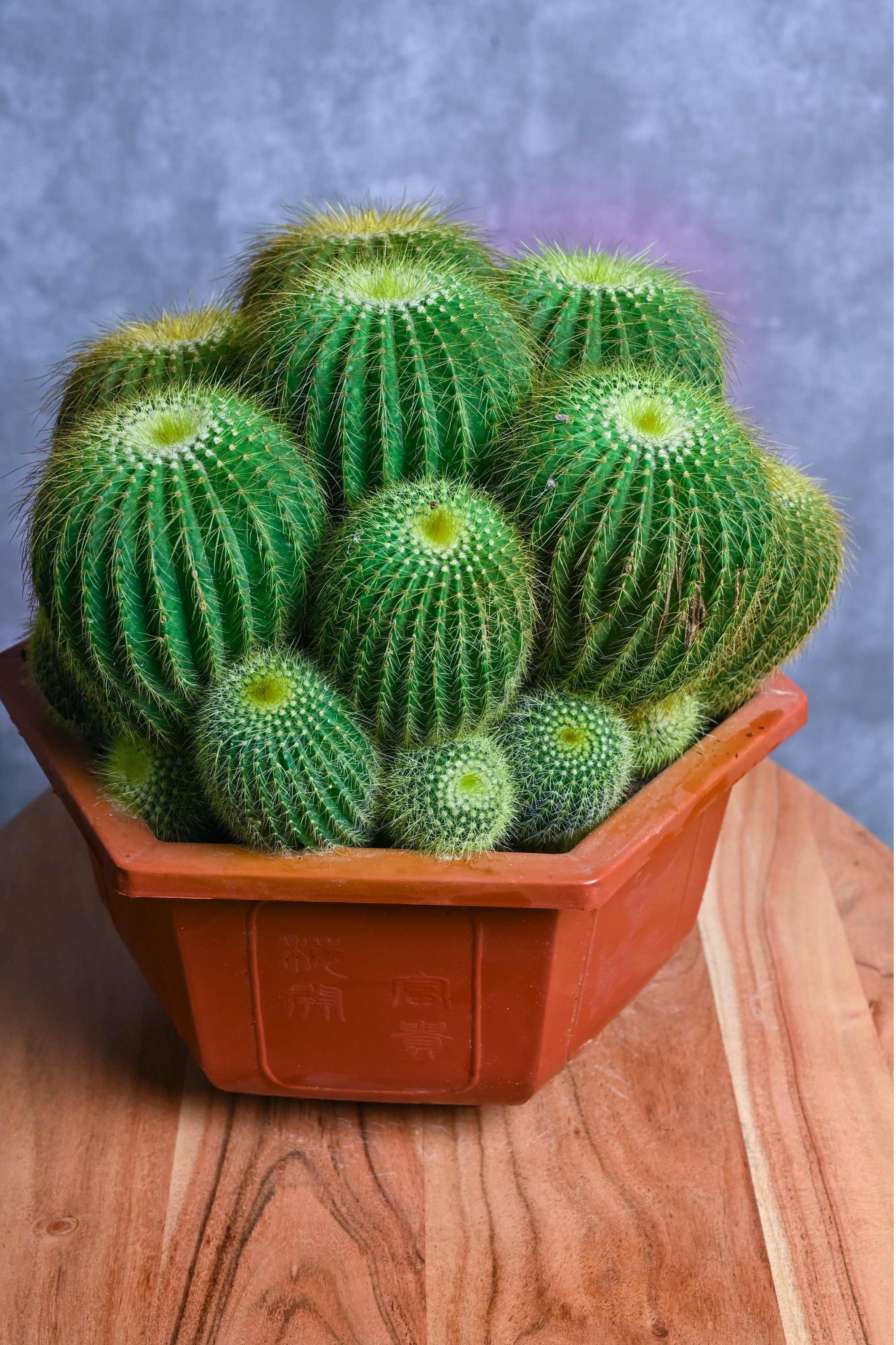 Parodia magnifica - 10 Semi – Alta Germinabilità, Varietà Selezionata, Non-GMO