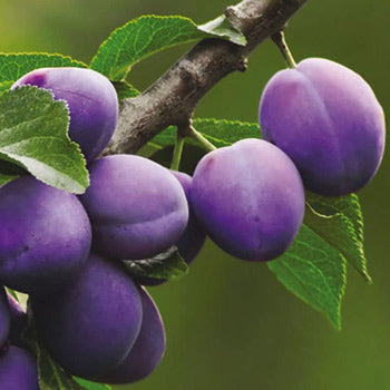 Susino Bluefre – 10 Semi, Buccia Viola Scuro, Sapore Gradevolissimo, Maturazione metà Agosto, Facile da Coltivare, Non-GMO