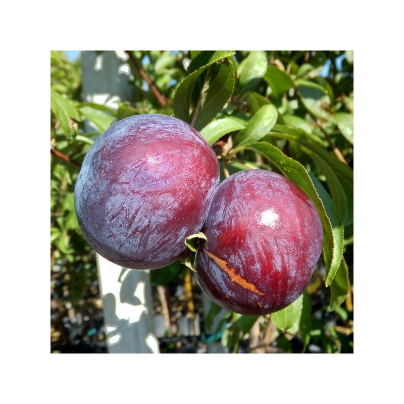 Calita Plum Tree – 10 Seeds, Large Red Fruit, Excellent Firmness, Ripens July 20, Easy to Grow, High Germinability, Non-GMO