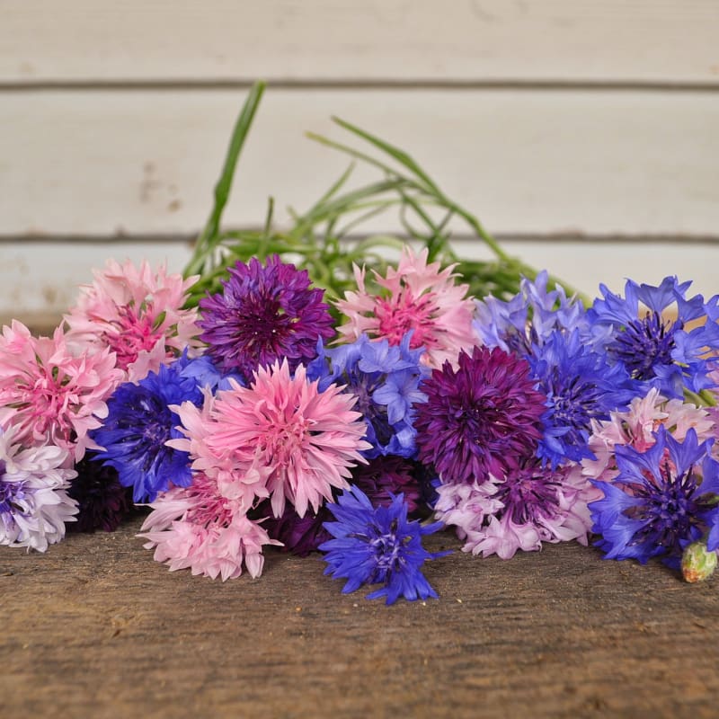 Centaurea Imperiale Mix – 10 Semi, Fiori Grandi Profumati, Da Recidere, Elegante, Facile da Coltivare, Alta Germinabilità, Non-GMO