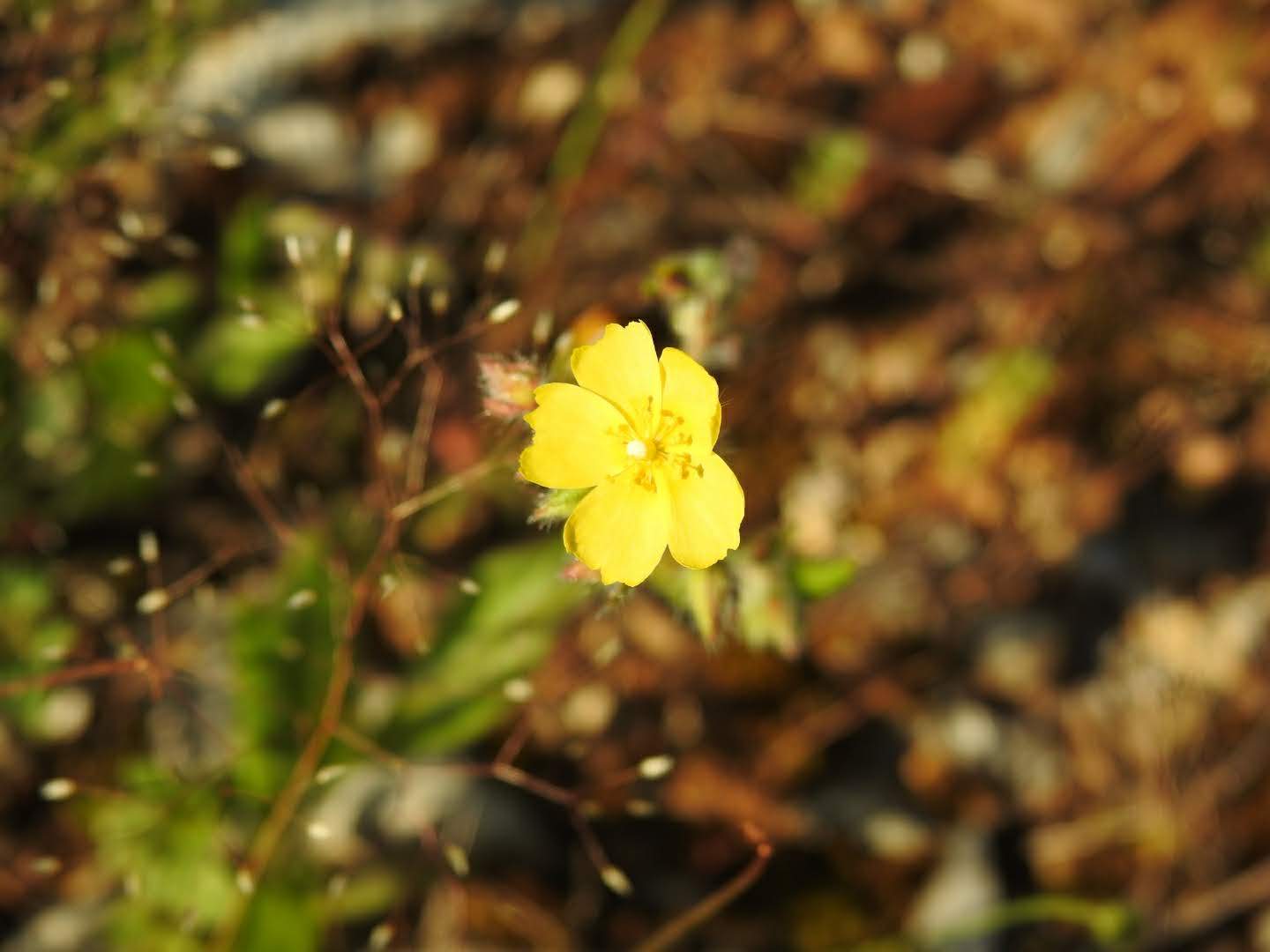 Tuberaria Guttata – 10 Semi, Fiori Gialli, Mediterraneo, Esterno, Facile da Coltivare, Alta Germinabilità, Non-GMO