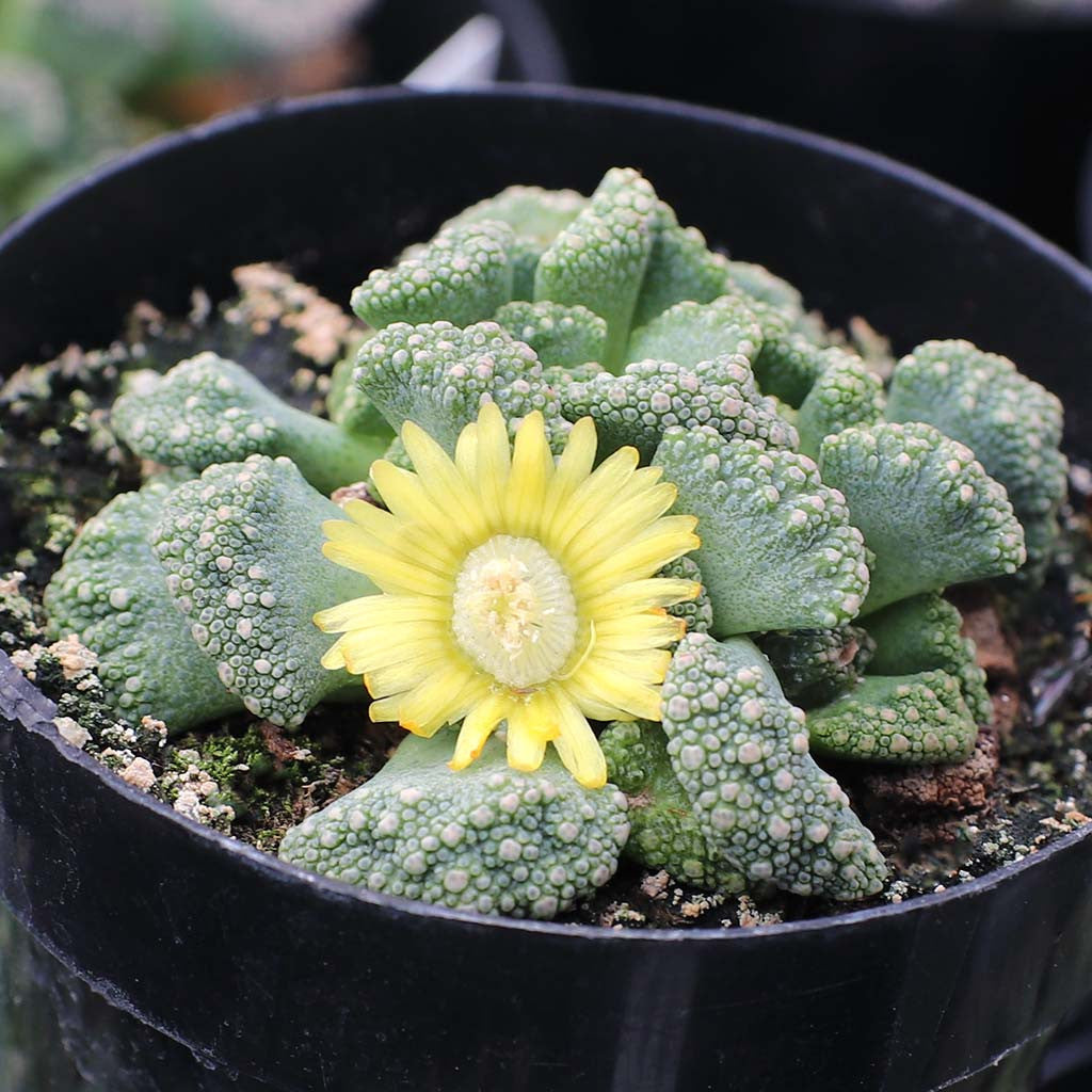 Titanopsis calcarea – 10 Semi, Succulenta a Rosetta, Foglie Granulose, Effetto Roccia, Facile da Coltivare, Alta Germinabilità, Non-GMO