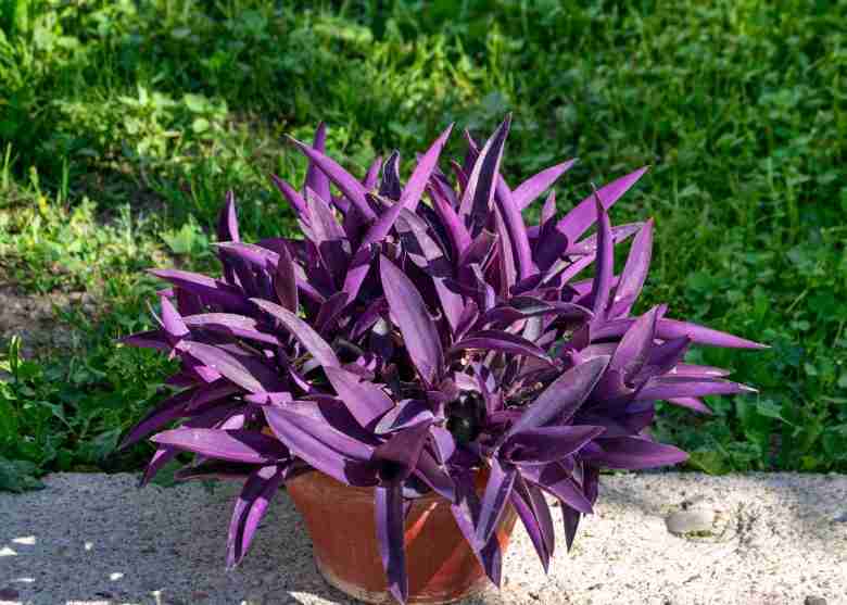 Tradescantia pallida Purpurea – 50 Semi, Foglie Viola, Fiori Rosa, Pendente, Facile da Coltivare, Alta Germinabilità, Non-GMO