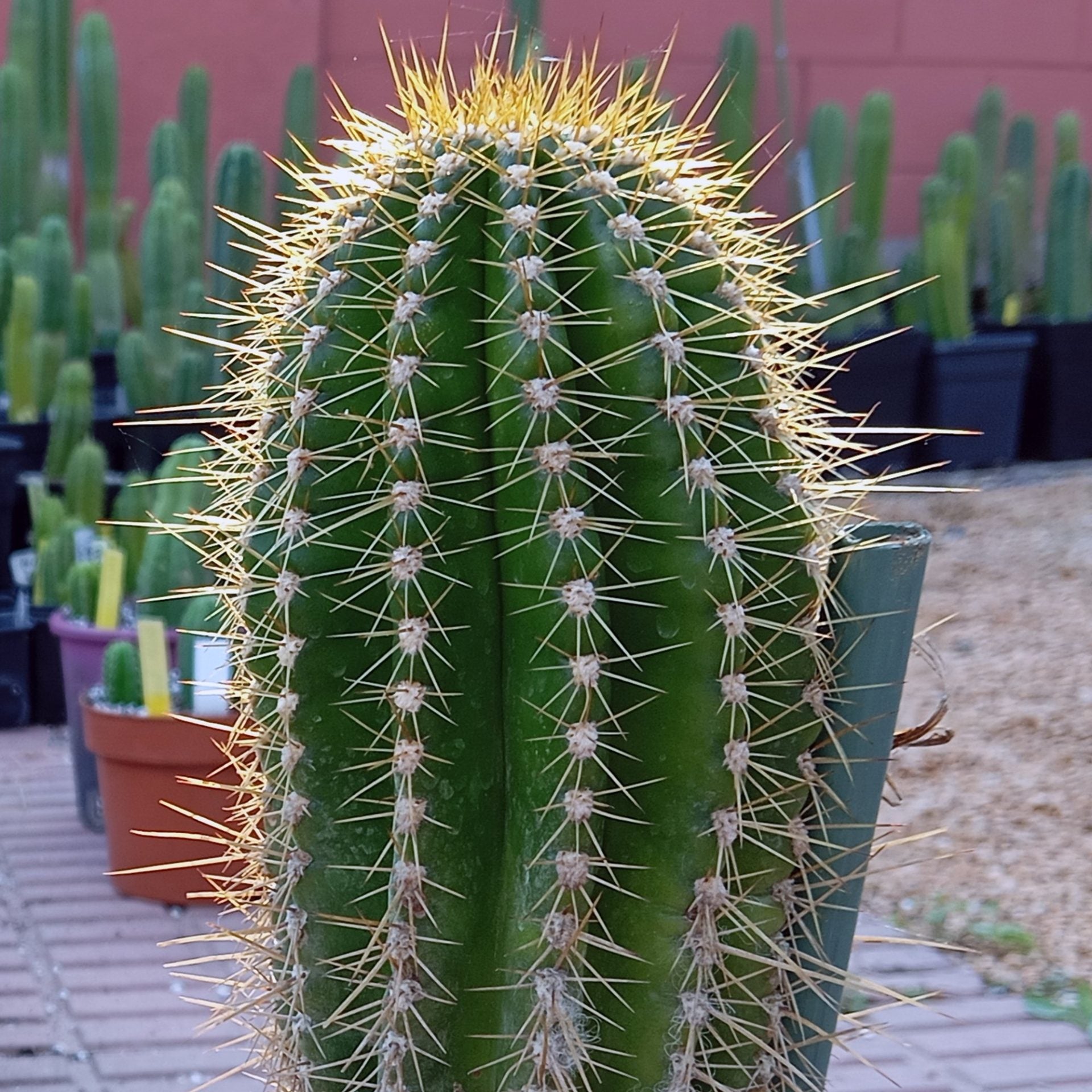 Trichocereus bertramianus - 10 Semi – Alta Germinabilità, Varietà Selezionata, Non-GMO