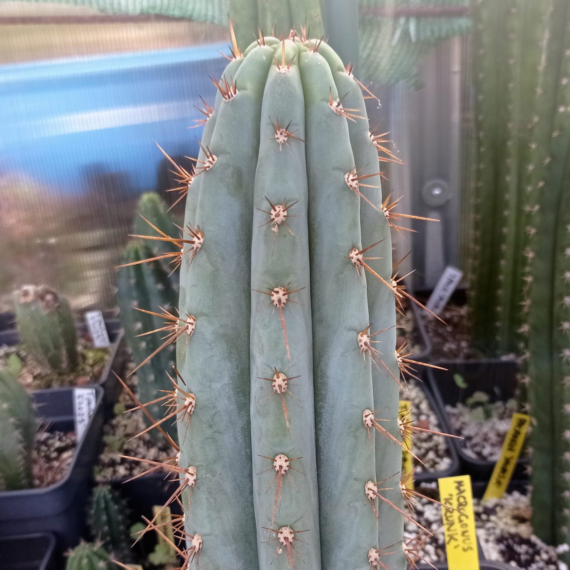 Trichocereus macrogonus - 10 Semi – Alta Germinabilità, Varietà Selezionata, Non-GMO