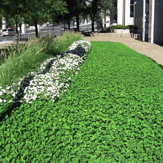 Semi di Trifoglio Nano per Prato - 10.000 semi - Fiori bianchi, arricchisce il terreno, prato ecologico a bassa manutenzione.