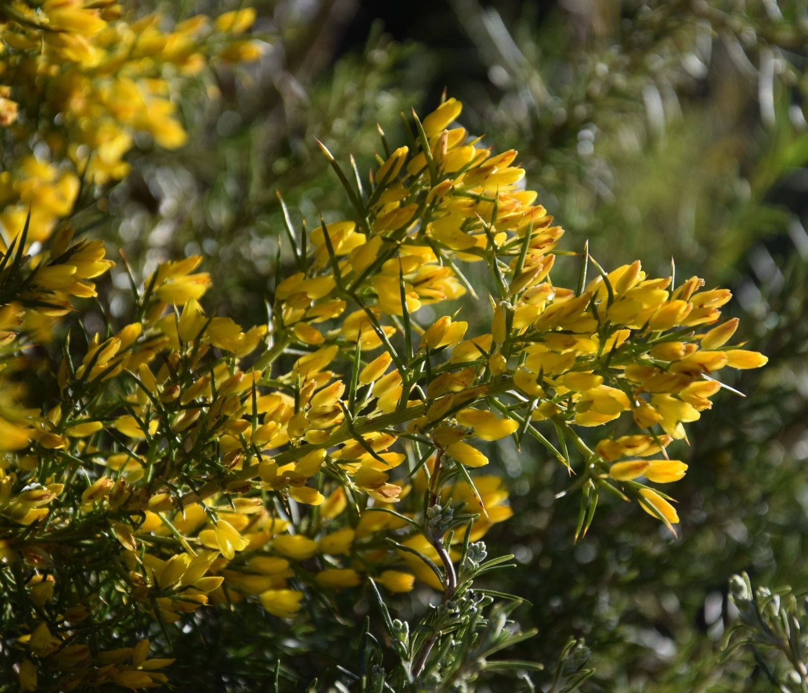 Ulex Parviflous – 10 Semi, Mediterraneo, Spinoso, Rustico, Facile da Coltivare, Alta Germinabilità, Non-GMO