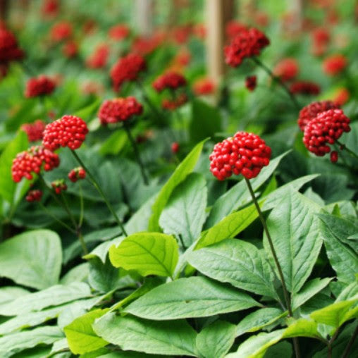 Panax Ginseng Selvatico – 10 Semi – Ginseng Autentico, Varietà Rara e Preziosa, Lunga Coltivazione, Per Collezionisti