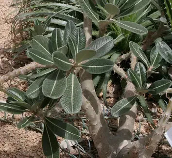 Pachypodium rosulatum subsp. bicolor - 10 Semi – Alta Germinabilità, Varietà Selezionata, Non-GMO