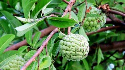 10 Semi di Annona - Semi Freschi, Alta Germinabilità, No-GMO