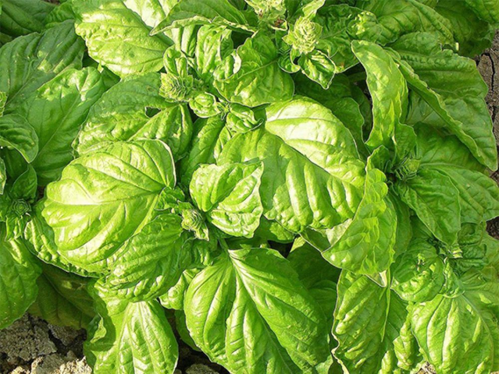 Basilico Foglia di Lattuga – 100 Semi, Foglie Larghe, Aroma Intenso, Cucina, Facile da Coltivare, Alta Germinabilità, Non-GMO