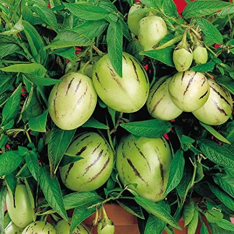 Pepino Melon – 10 Seeds, Flavor Between Melon and Cucumber, Exotic and Refreshing Fruit, Easy to Grow, High Germinability, Non-GMO