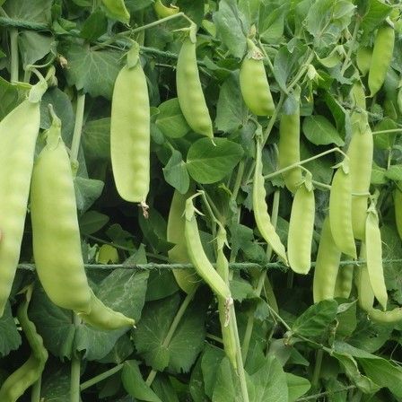 Pisello Rampicante Carouby (Taccola) – 10 Semi, Pisello Mangiatutto, Baccello Piatto e Tenero, Facile da Coltivare, Alta Germinabilità, Non-GMO