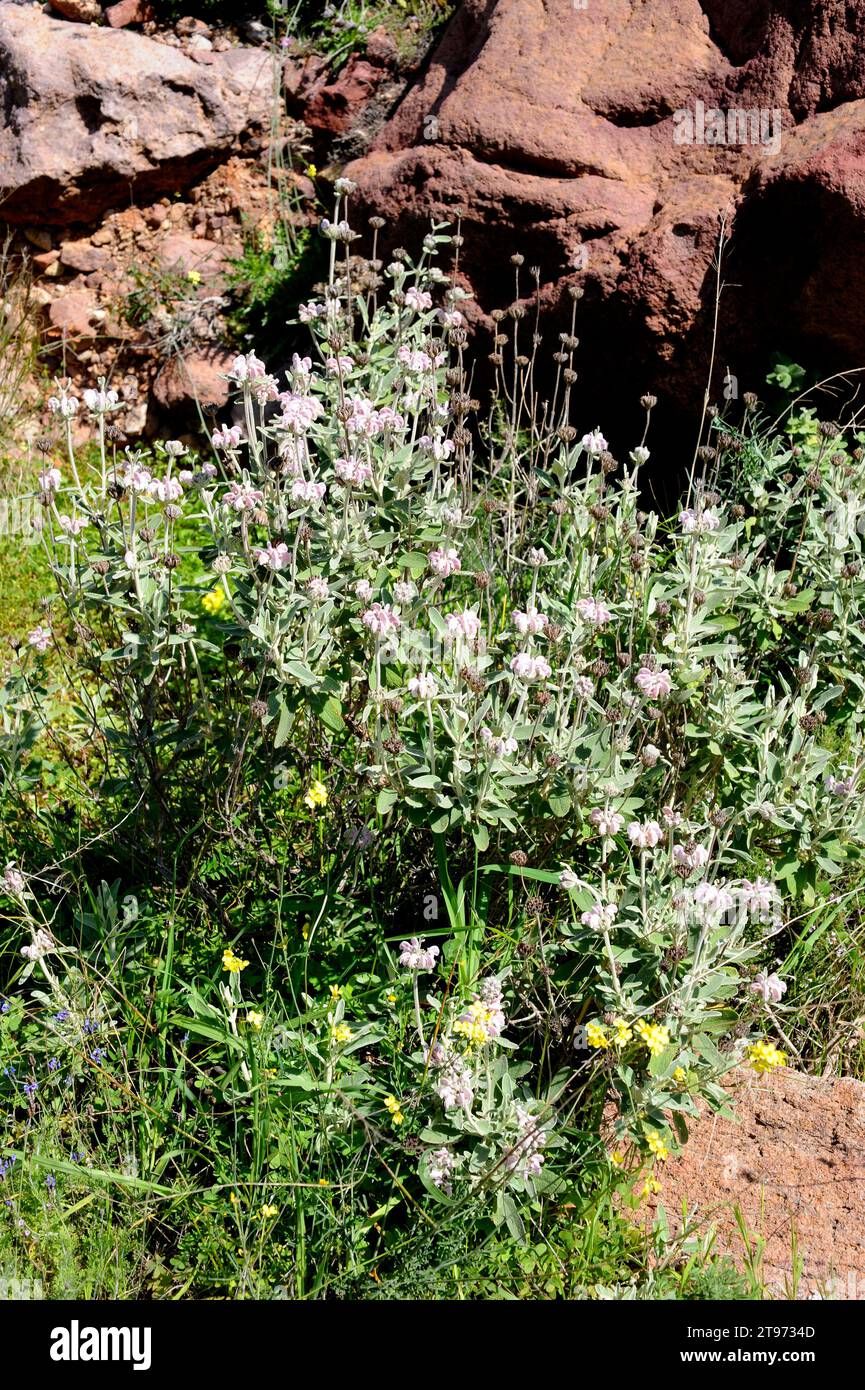 Matagallo – 10 Semi, Fiori Viola, Mediterraneo, Esterno, Facile da Coltivare, Alta Germinabilità, Non-GMO