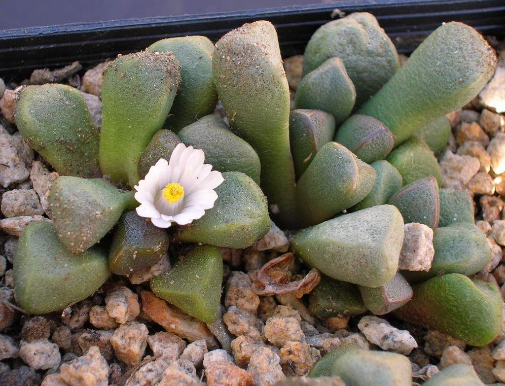 Psammophora - 10 Semi – Alta Germinabilità, Varietà Selezionata, Non-GMO